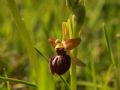 Ophrys pseudoatrata